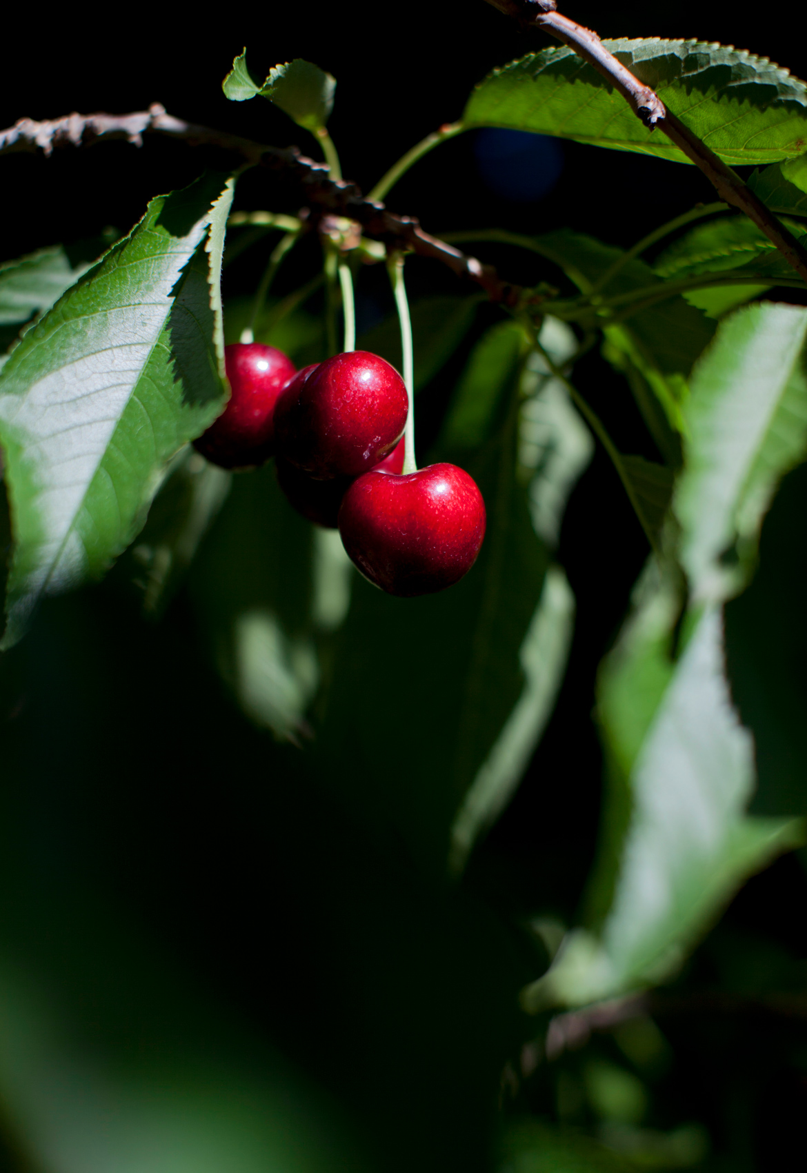 LodiCherryFarm_6178_web