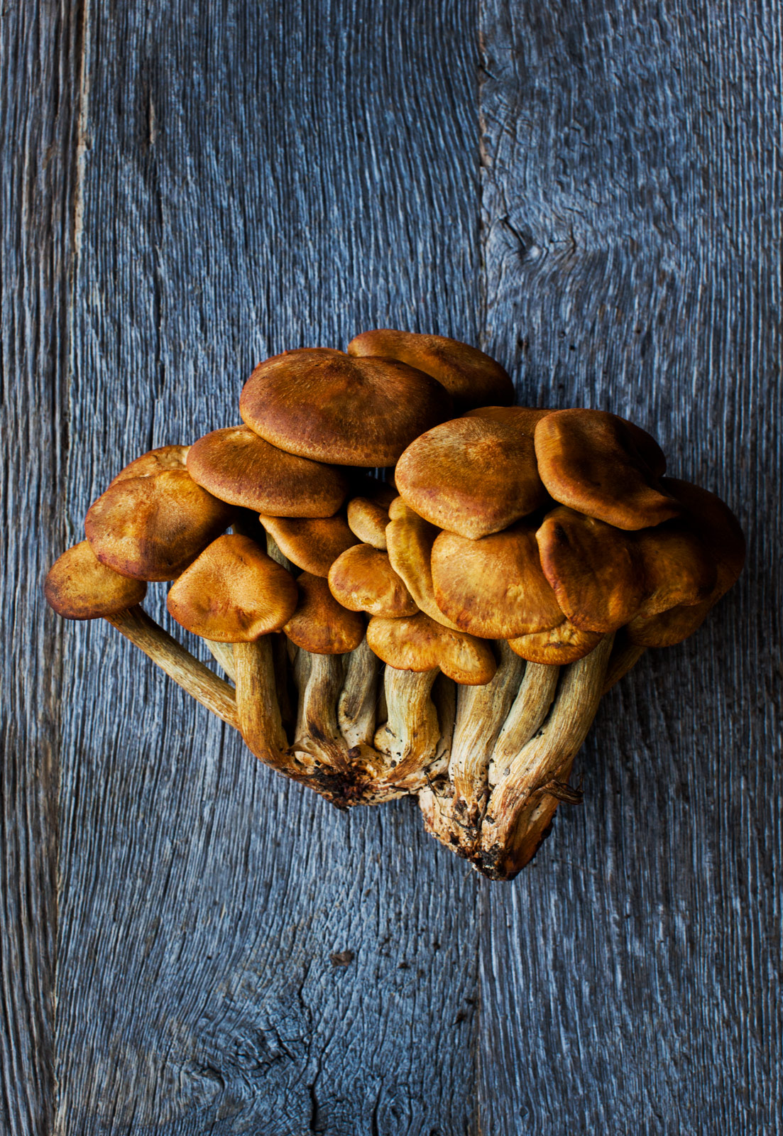 Mushrooms_7160_web