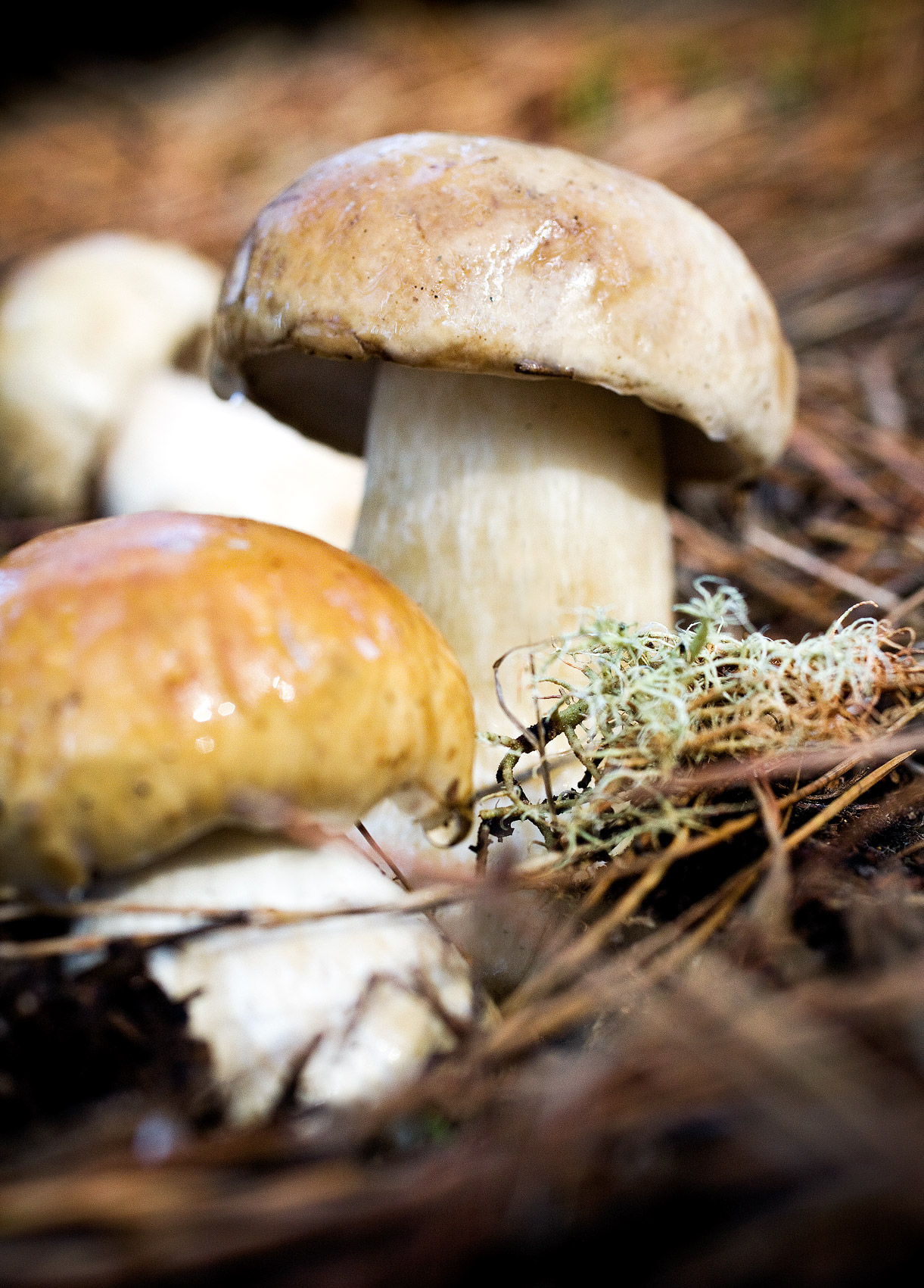 Mushrooms_9805_web