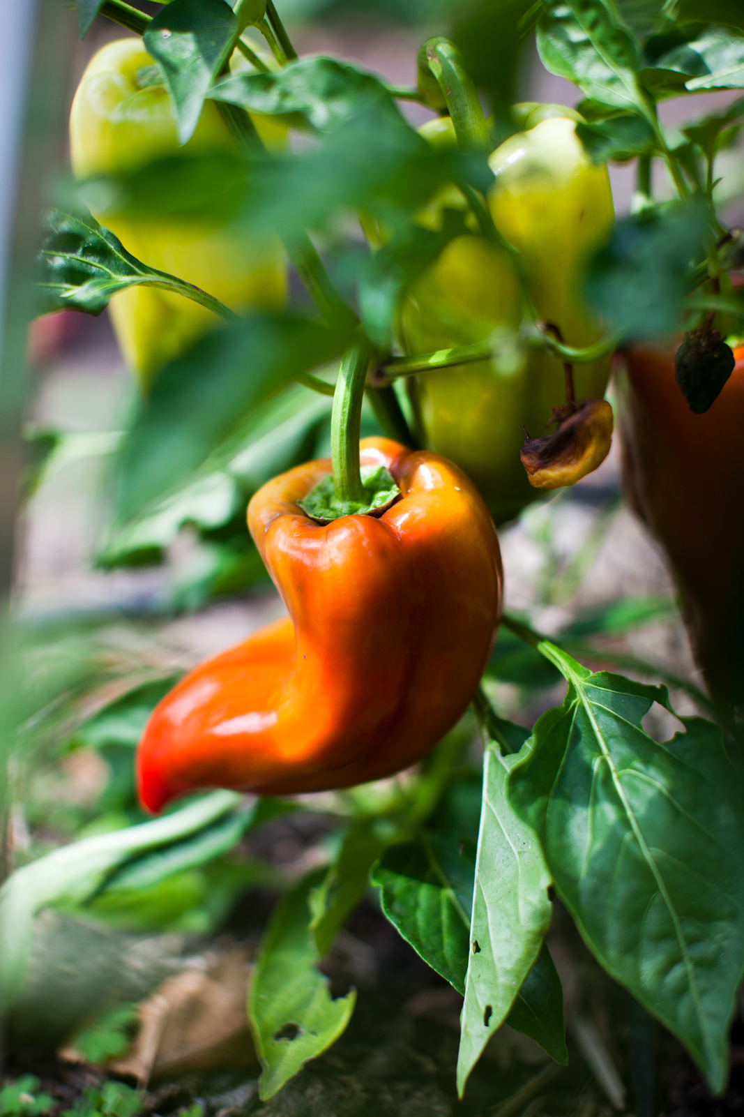 Peppers_5452_web