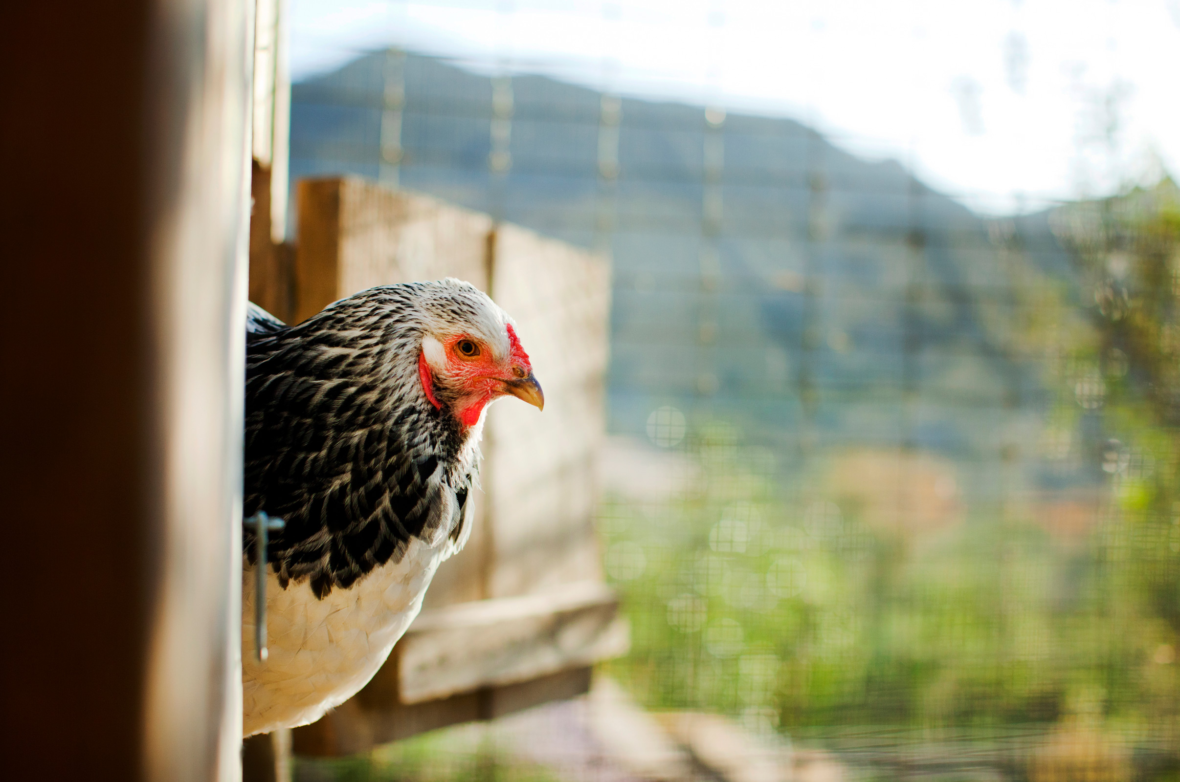 TheRanch_Chickens_3873_web