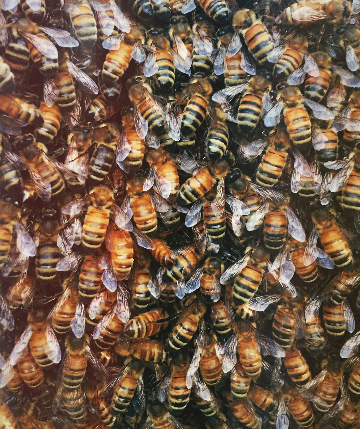 bees_web